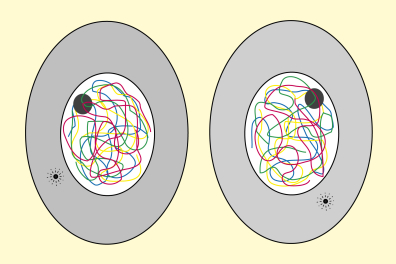 Mitose animale - Cellules-filles - infographie
